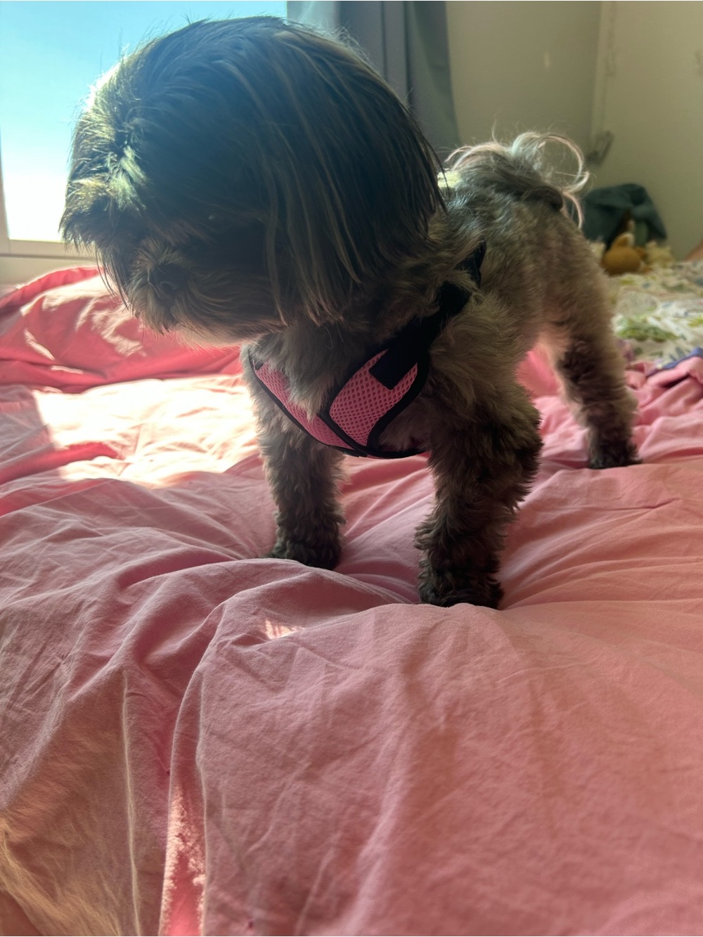 Light Pink Gooby Comfort X Step In Lite Dog Harness
